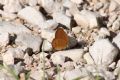 Coenonympha oedippus